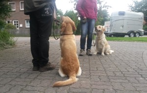 Luna und Lucca im Training